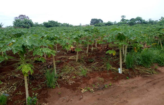 ONG CASA GRANDE BENIN - AGROPASTORAL