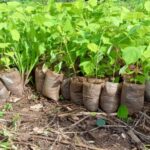 Encourager l'effort communautaire par la pépinière des plantes autochtones