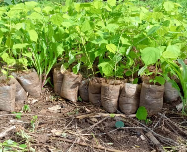 Encourager l'effort communautaire par la pépinière des plantes autochtones